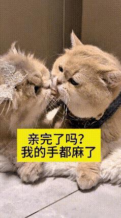 反复回看这段画面直接笑到停不下来，家里两只小猫黏在一起贴脸互舔，那亲密模样简直像