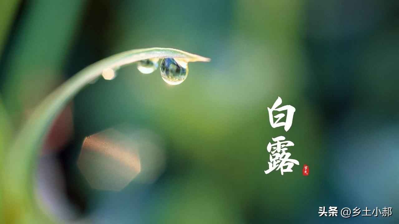 9月7号白露，俗语“白露没有露，冬雪要封门”，有啥征兆？
 
9月7日，我们将迎