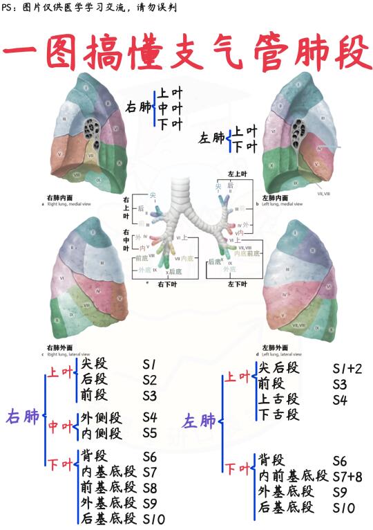 📒医学生笔记｜一图搞懂支气管肺段✅干货码住