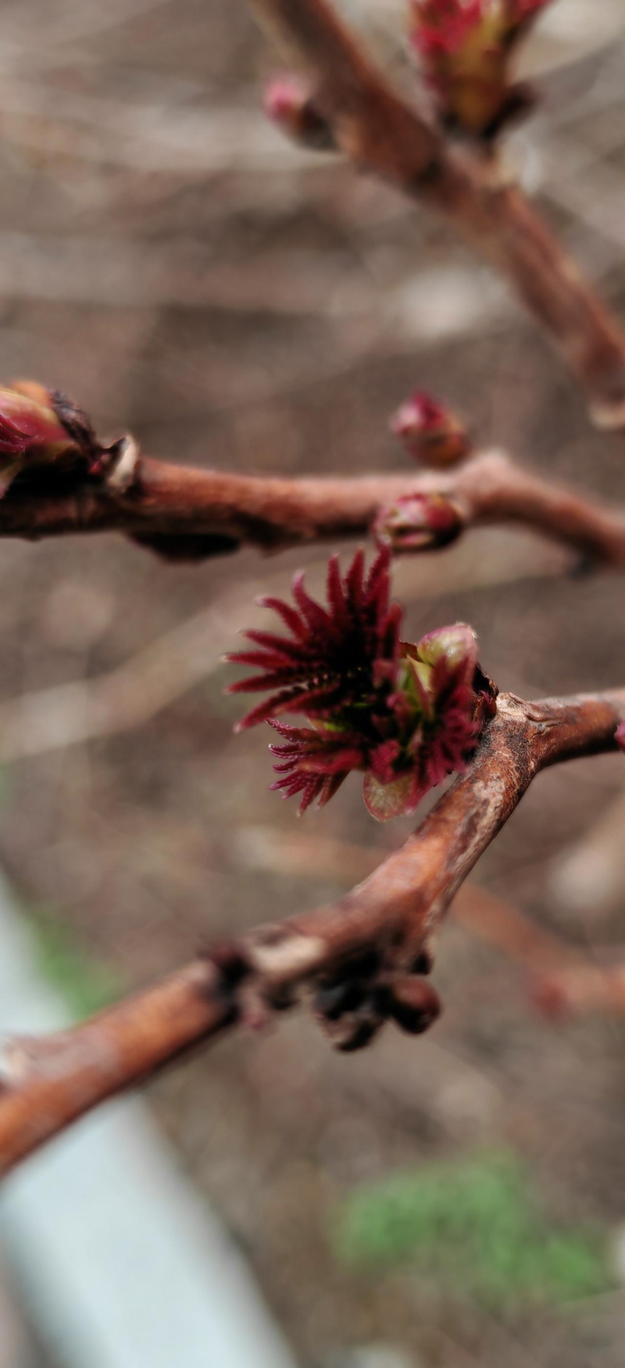 春天真的来了，
      树枝都发芽了。