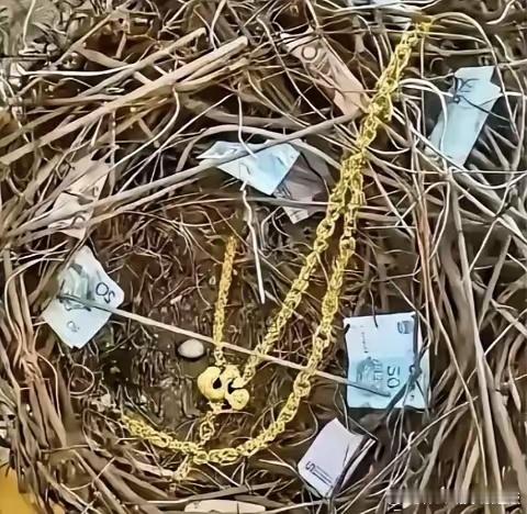 出门溜达路过一棵树，无意间瞅见树上的鸟窝，凑过去一看直接愣住，粗金链子搭在树枝间