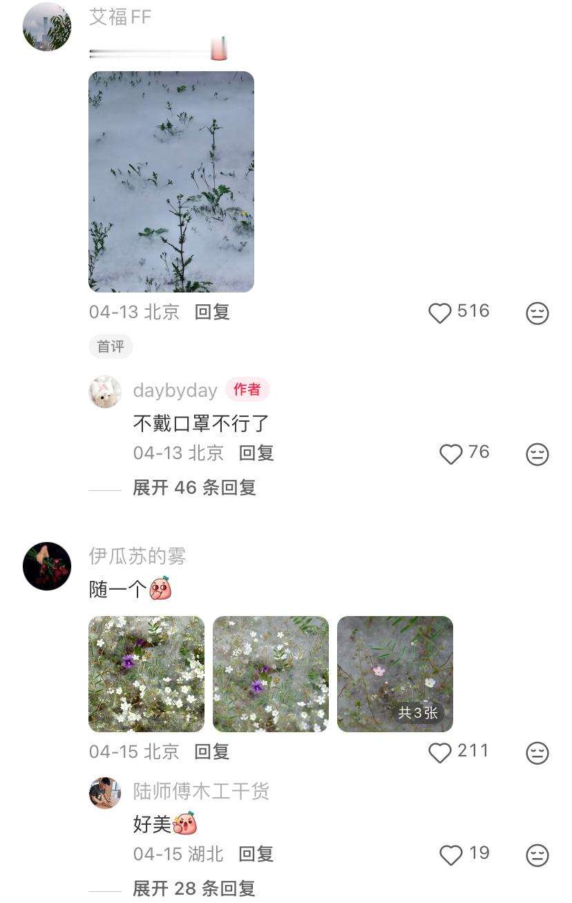 北京的杨柳絮已经next level了 