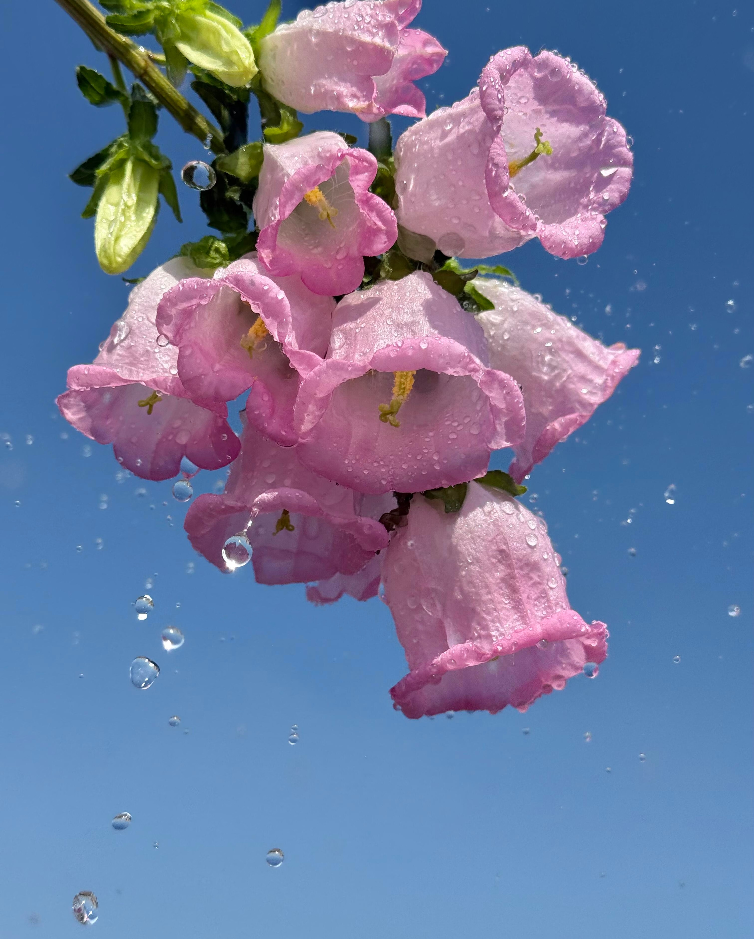 🌿ɴɪᴄᴇ ᴅᴀʏ･ﾟ♡ﾟ･｡           你若成功了，青菜待客都说甜