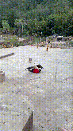 大鹅：
还有谁？
你们人类都被我踩在脚下，
就问还有谁？