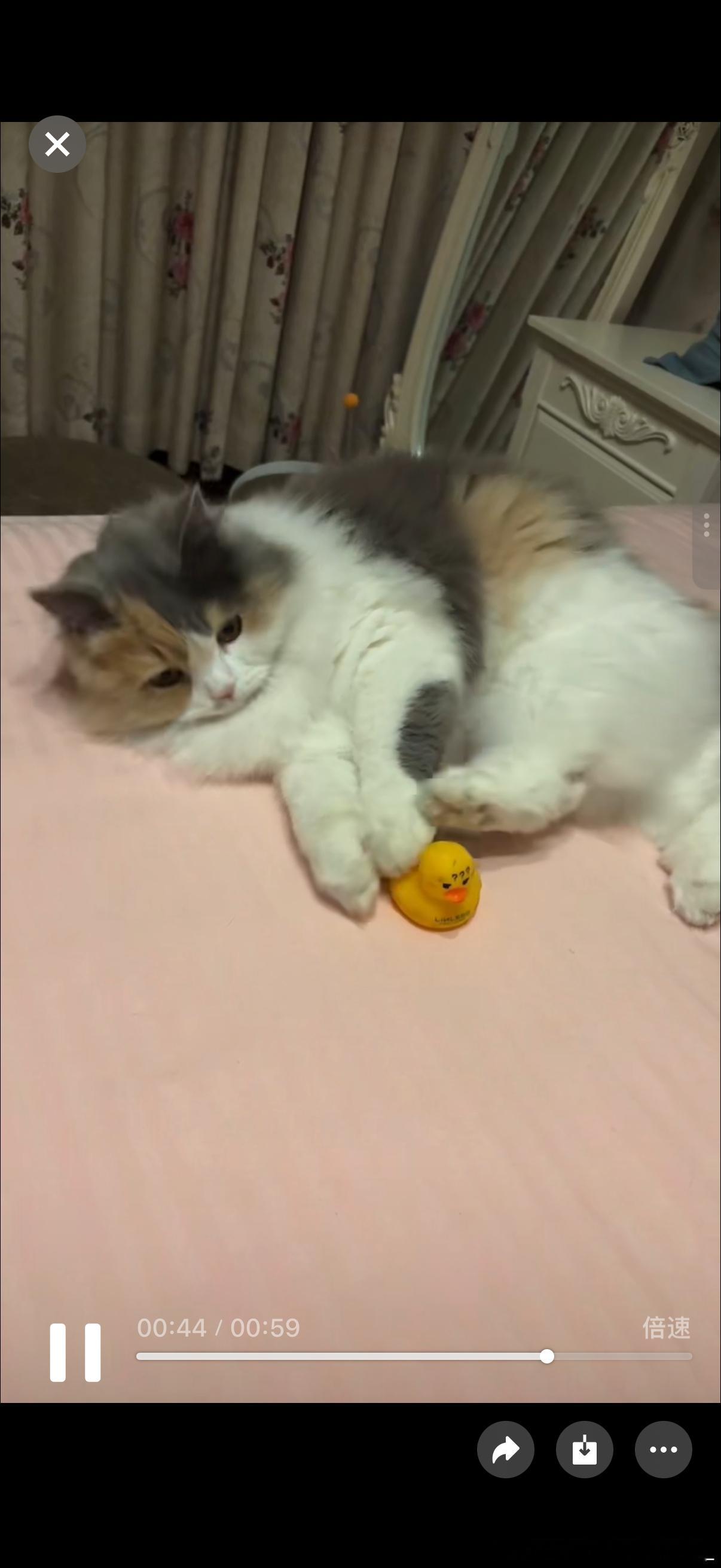 get到隔辈亲了 我妈给我发来的各种和嘟米玩的视频画外音听傻我了 叫咪咪宝宝 吃