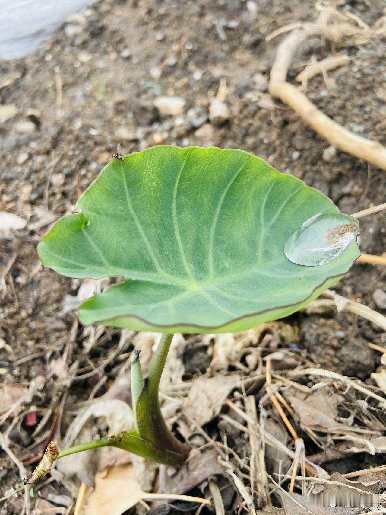 会，因为大家的消费观在发生变化。

人们追求的不再是价格和品牌的高端化，而是追求