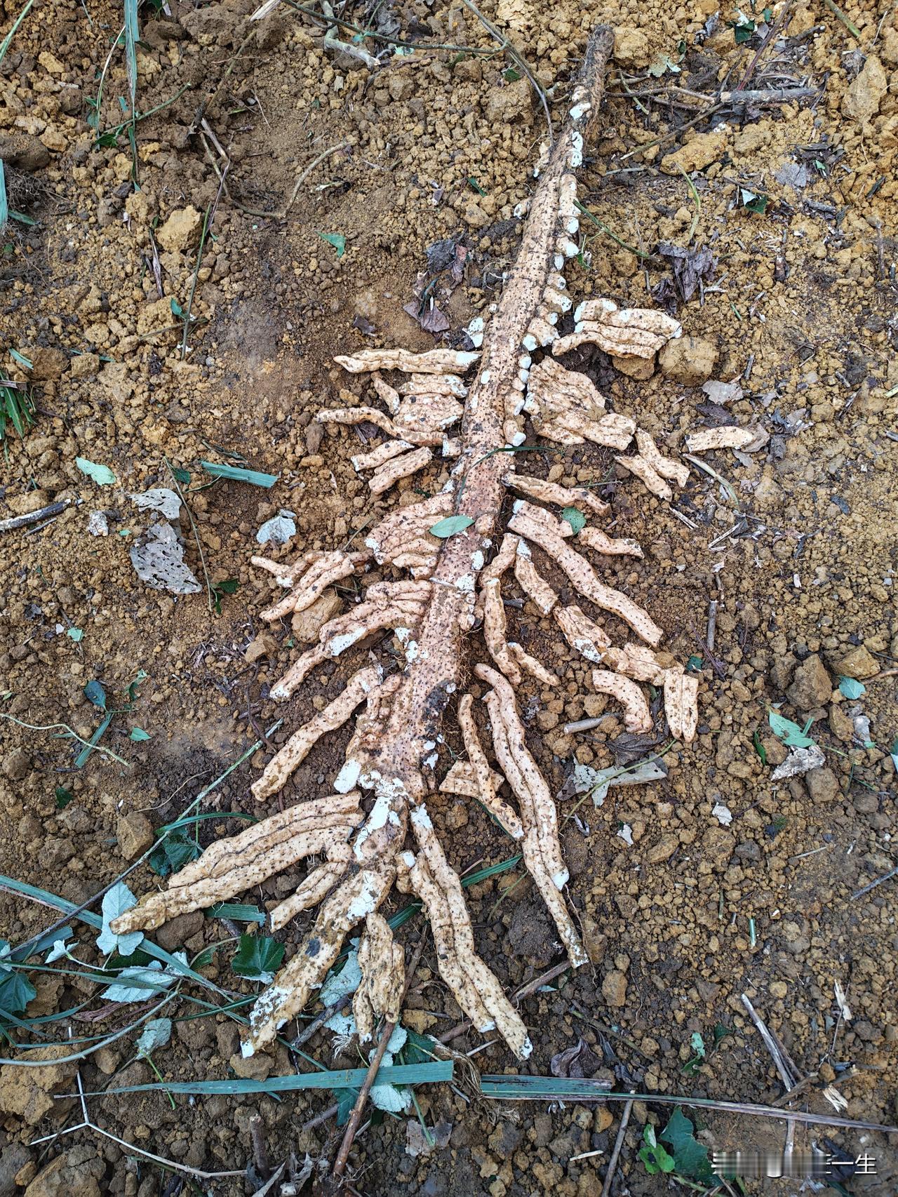 昨天挖了一条山药，这种山药质量真的太好了，白白糯糯的又粉。又想这条山药挖了我三个