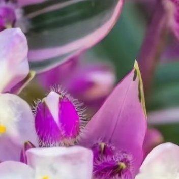 0000吊竹梅的种植方法一、栽种要点时间：春秋季（15–25℃）最适合扦插、分株