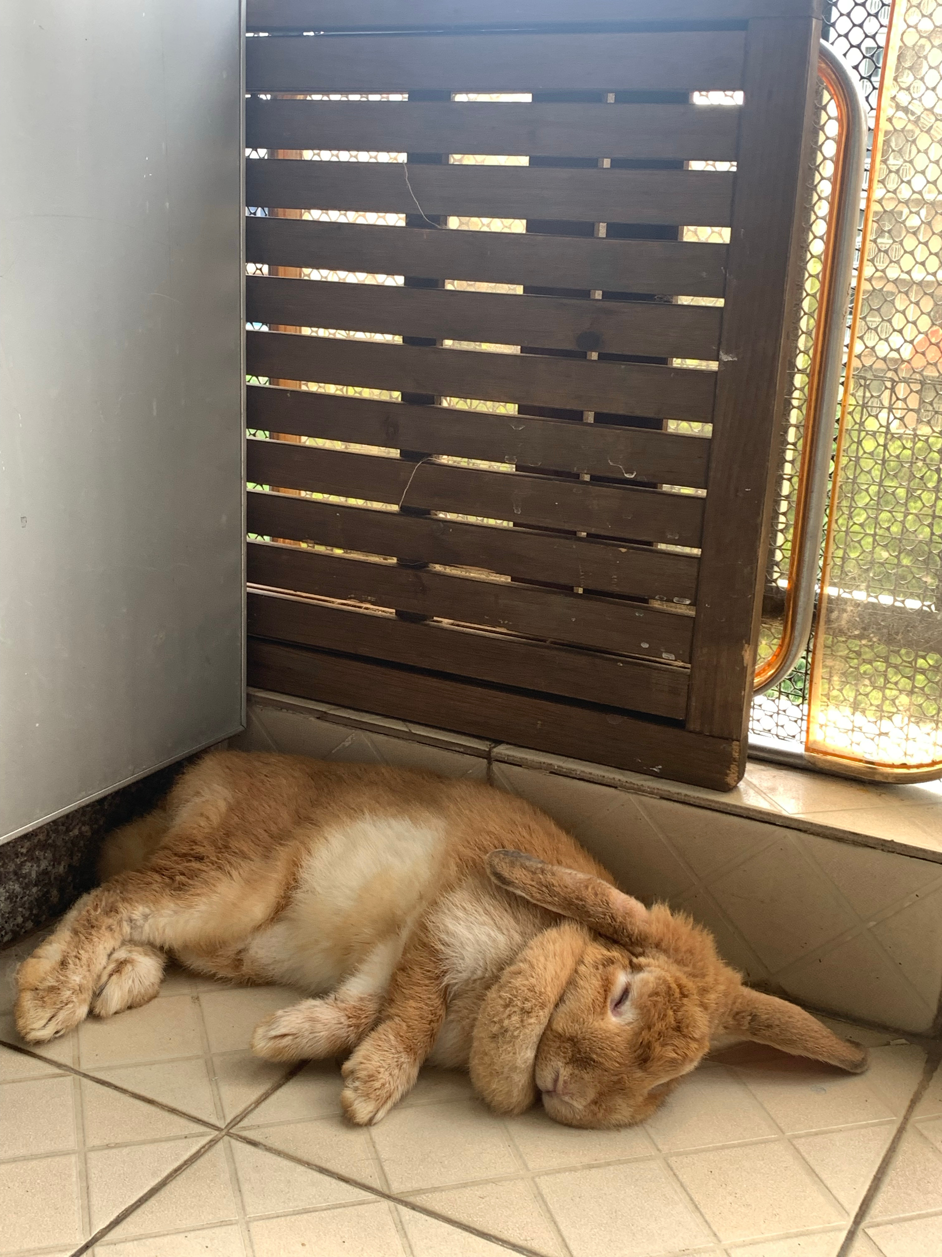 说到睡觉💤这个话题我们家孩子从来没输过 