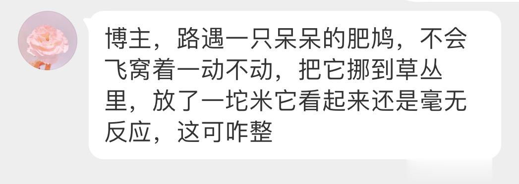 #鸟粉投稿# 地上发现一只【珠颈斑鸠】宝宝天冷得缩成球了 树上掉下来的 给它放头
