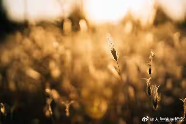 人生最好的状态是淡定从容，既能享受繁华，也能安于独处，不为外界所扰，不为现实所困