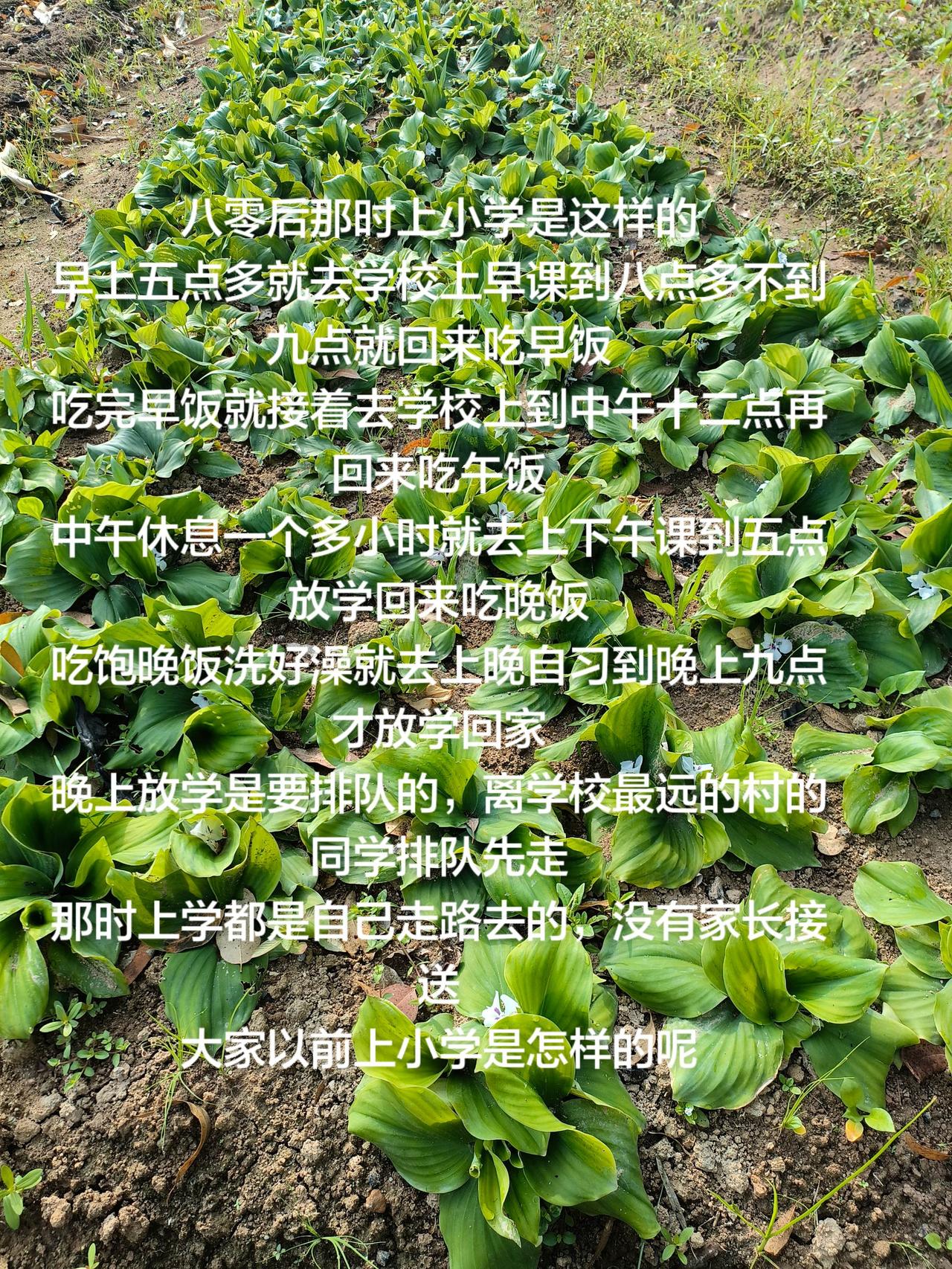 八零后那时上小学是这样的
早上五点多就去学校上早课到八点多不到九点就回来吃早饭