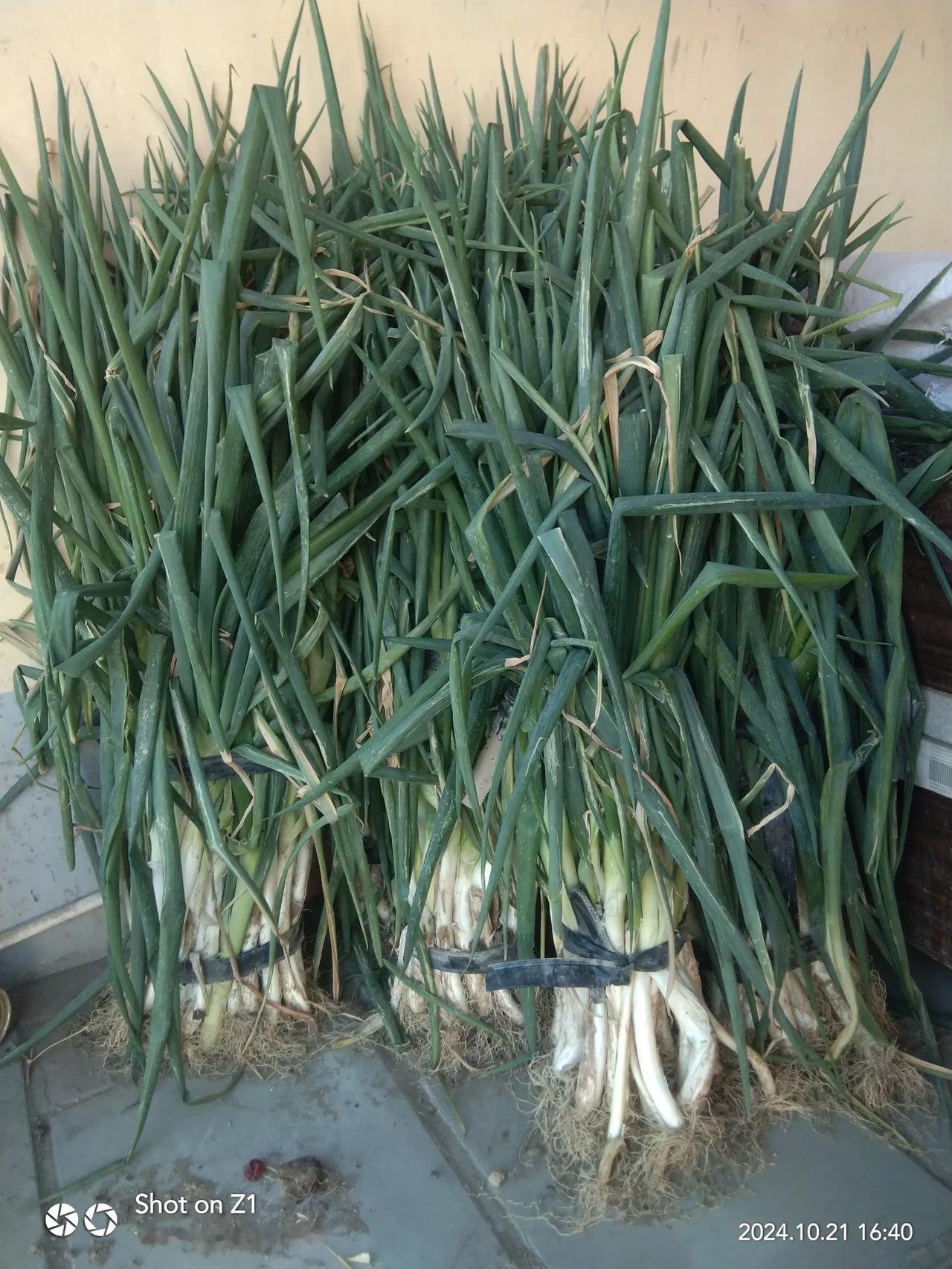 青葱绿叶绿，清香扑鼻来。