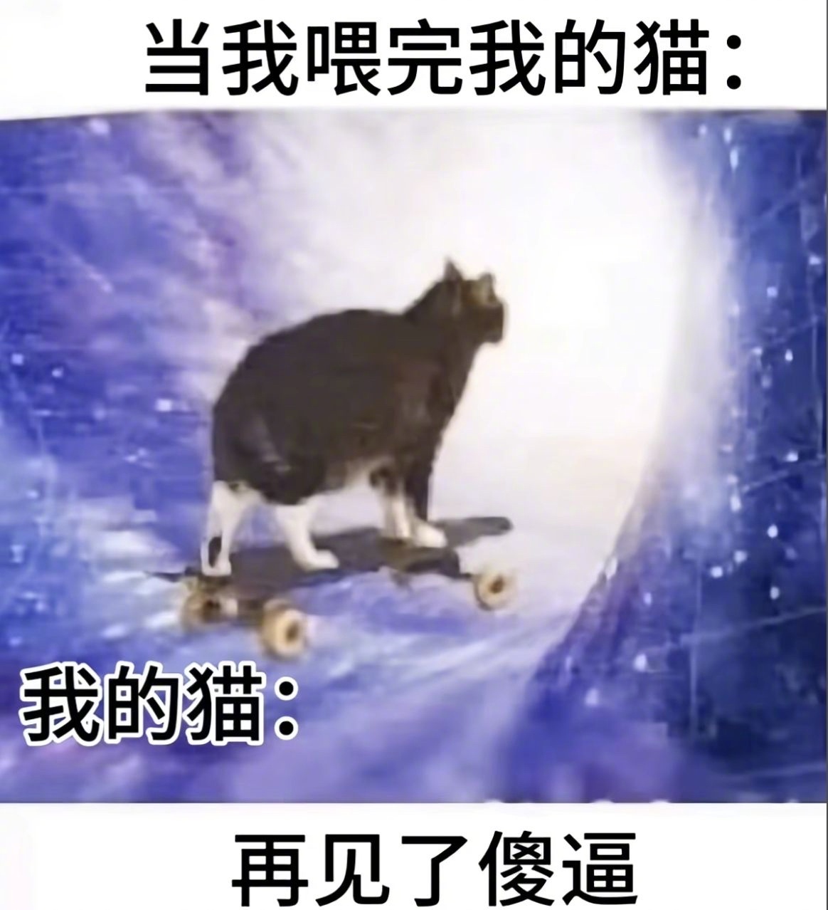 喂完猫之后！ 