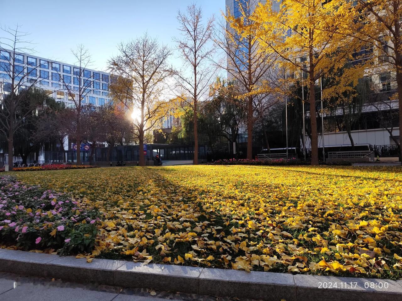 可以分享一张秋景树叶的的照片吗初冬，气温骤降，然而阳光没有缺席，透过树叶洒下大地