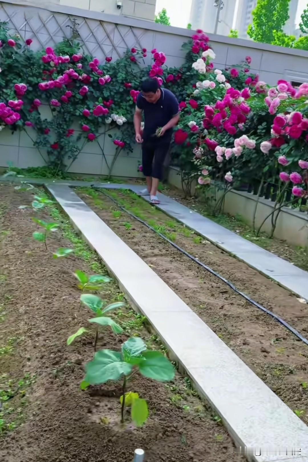 今天被这农家园子惊艳到了，这哪里是菜园子，简直就是幸福生活收纳盒。

在城乡差距