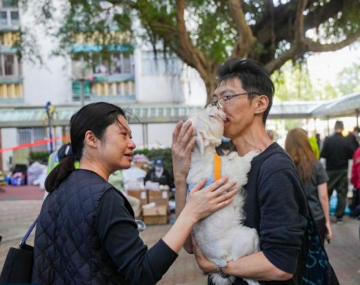 香港这场火灾中！
救的不止有人！
还有我们的宠物！

宏福苑大火第三天。
一只走