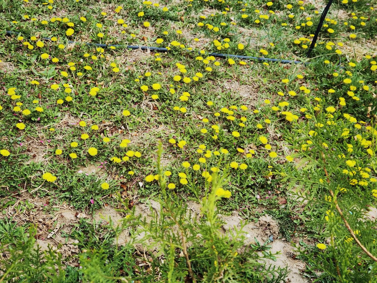 一地小黄花
犹如小星星
点亮春之光
踏春好去处