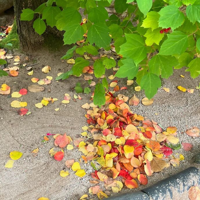 郑秀晶🍁 