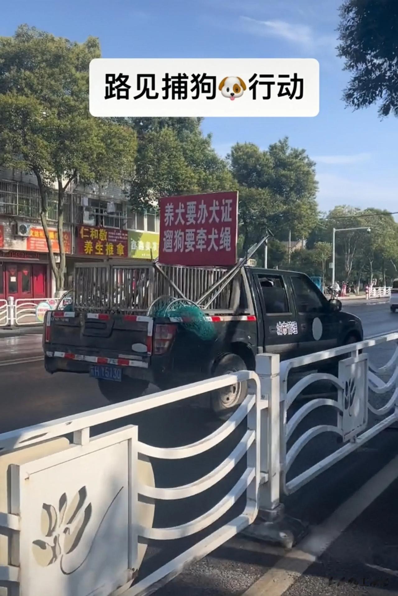 成都“宠物狗咬人事件”引发了连锁反应，这几天很多地方展开了声势浩大的“捕狗”行动