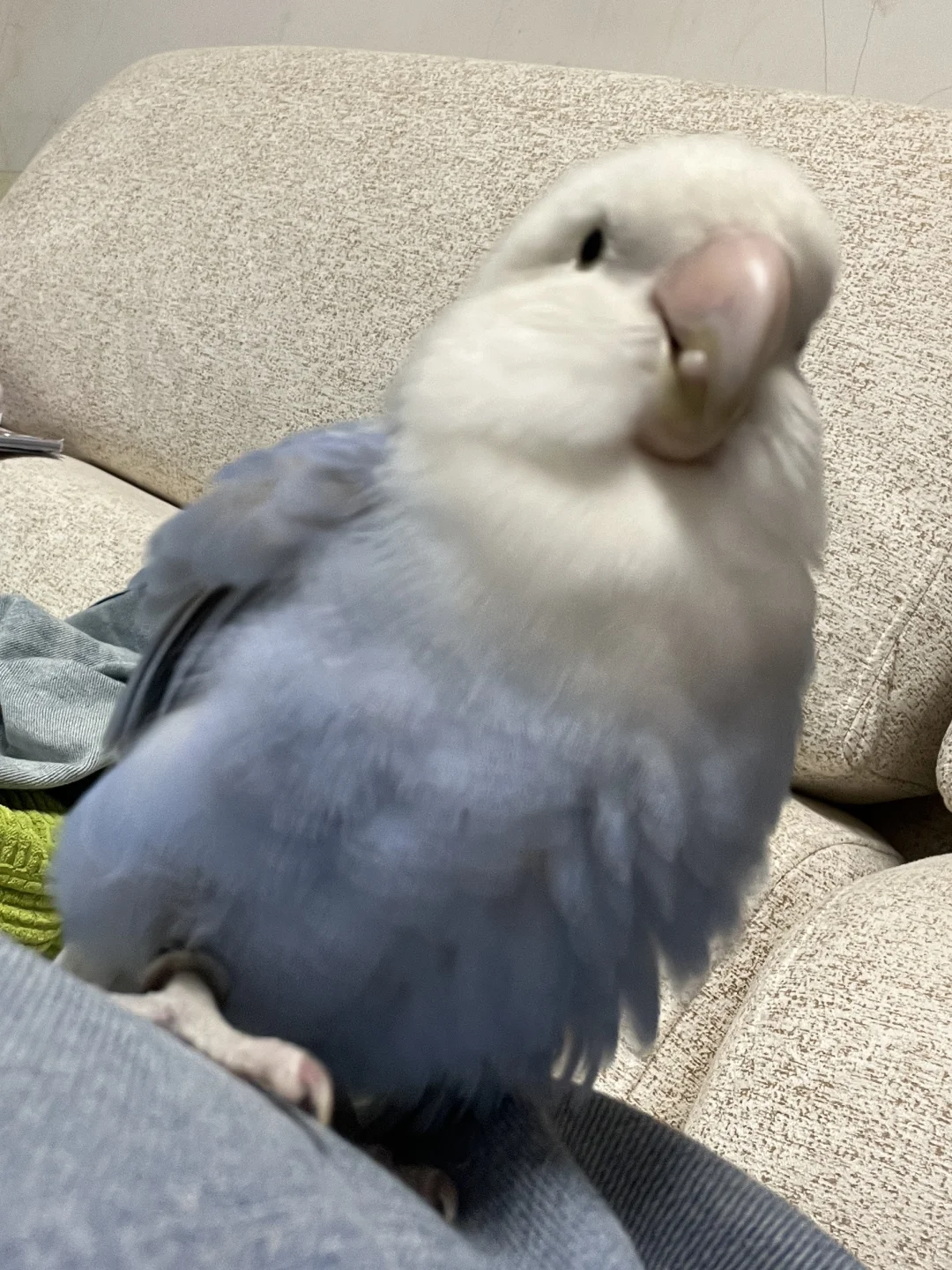 商务男鸟