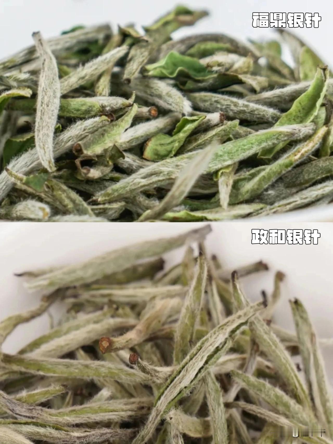 都是白毫银针，福鼎vs政和喝起来有啥区别？

福建两大白茶核心产区——福鼎、政和