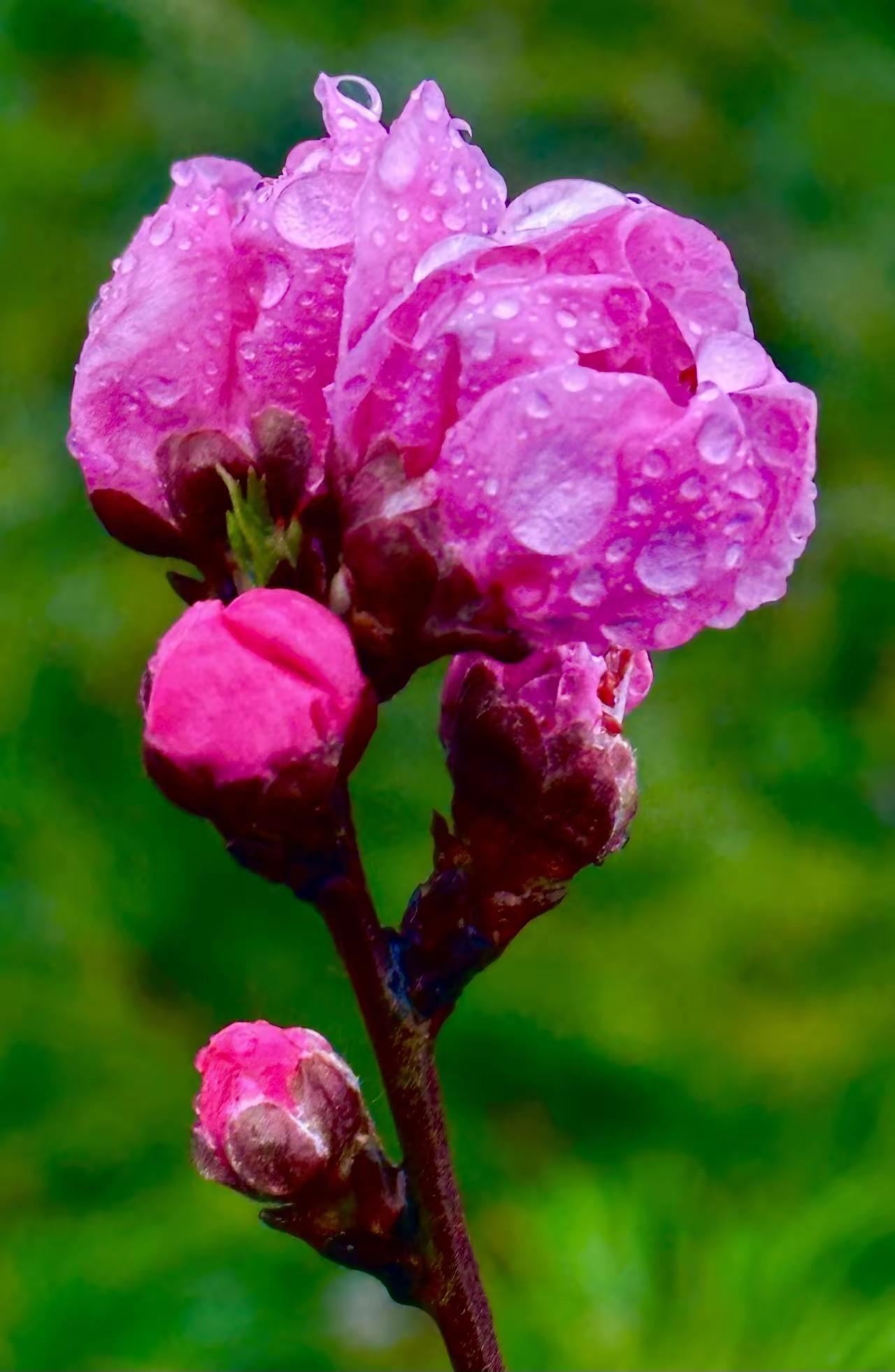 湖畔春柔
 
春风拂过
柳丝便绿了枝头
 
湖水漫上来
把整个湖畔
都泡得软软的