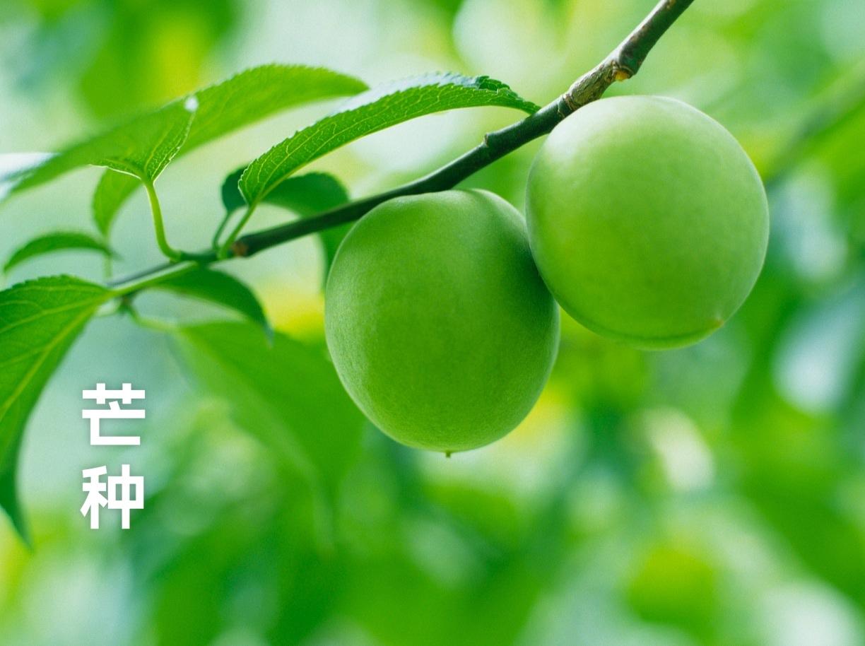 七律·芒种

芒收芒种夏时光，播谷相逢麦穗黄。
温雨浓飘河汛急，怒云多变电弧长。