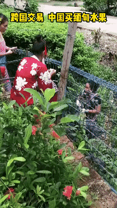 异国情调
中国游客在缅甸购买新鲜水果