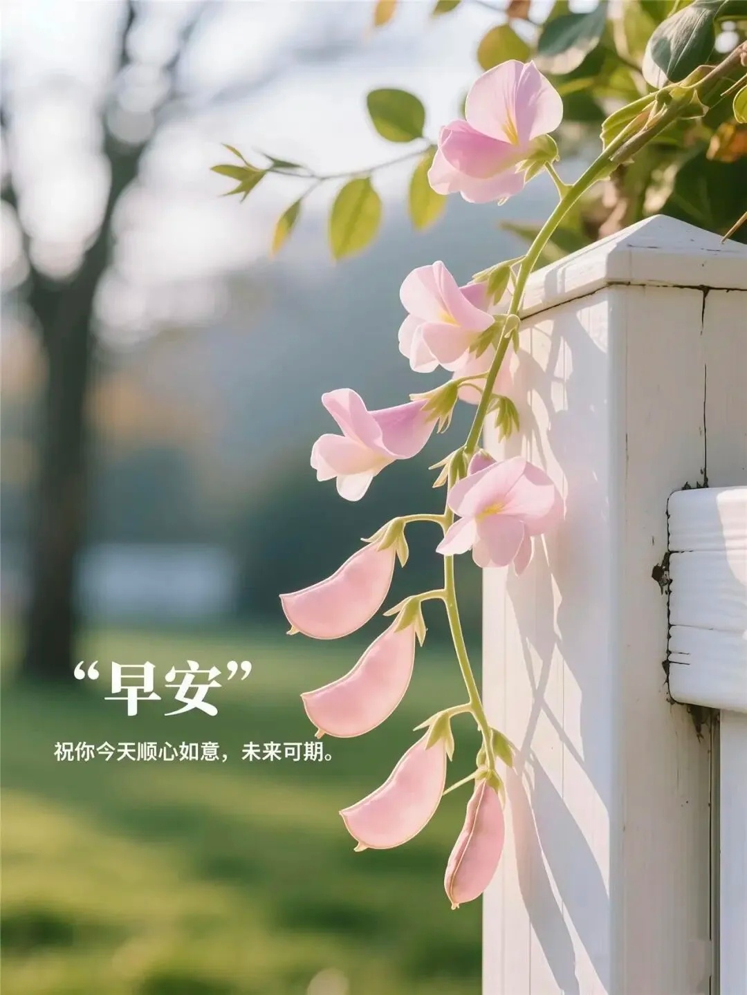 ❤️🩹 今日周末，正值中伏暑热蒸腾，静心便可觅得清凉。旭日晨光，携来满心祝福；