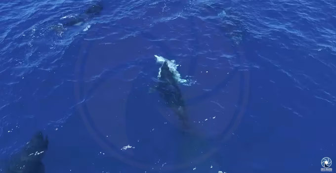 无人机再次拍到，虎鲸把大白鲨翻过来掏肝脏吃！图1：已经是虎鲸的狩猎文化之一！广泛