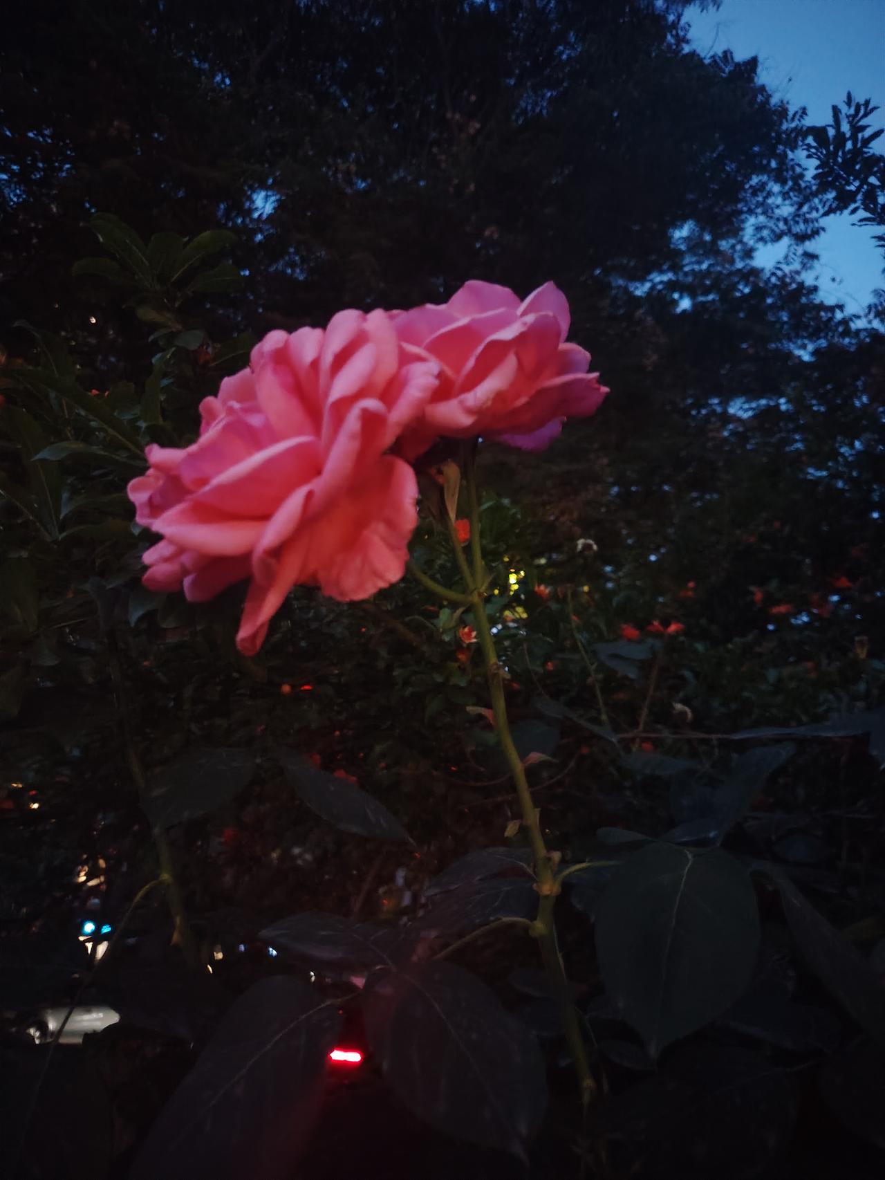 分享一张随手拍的花