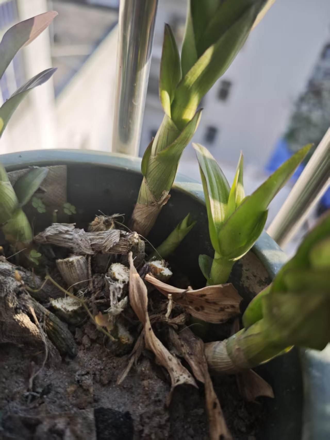 阳光这么好，我果断把石斛兰凋谢后的旧枝全剪了。其实修剪石斛老枝可有讲究，不能瞎剪