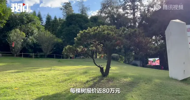 近80万一棵树！福州烟台山公园“天价树”调查：已有多棵死亡