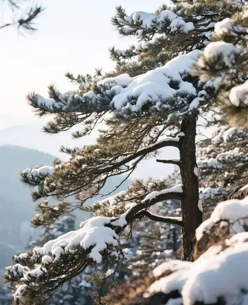 方圆天地，为头条联友对联∴
柳随风动，不争东西南北，
松历雪寒，何惧春夏秋冬。