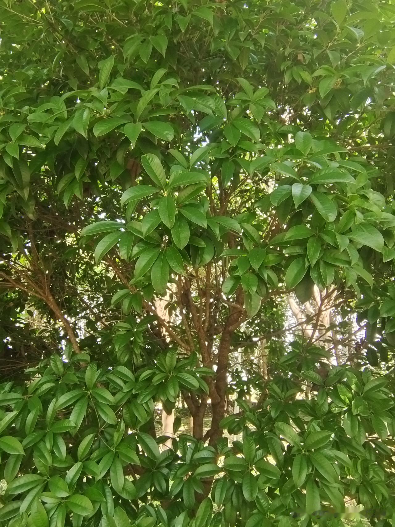 四拍金桂，看一场花开花落

一花一世界，荣枯自有其时，有感，随口编一段顺口溜：