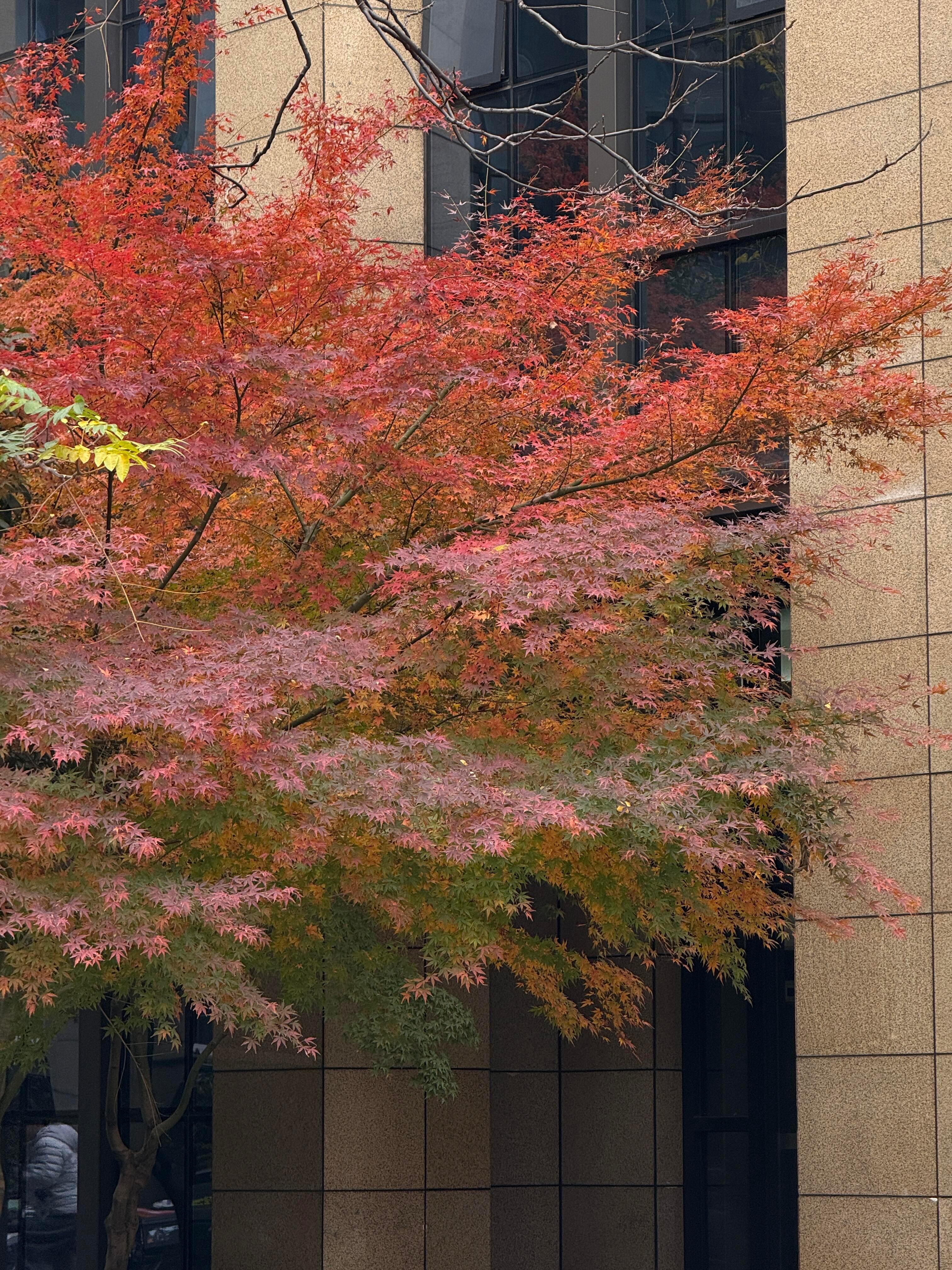 📗🌱：实况记录延迟分享👋🏻:)₊⁺ 