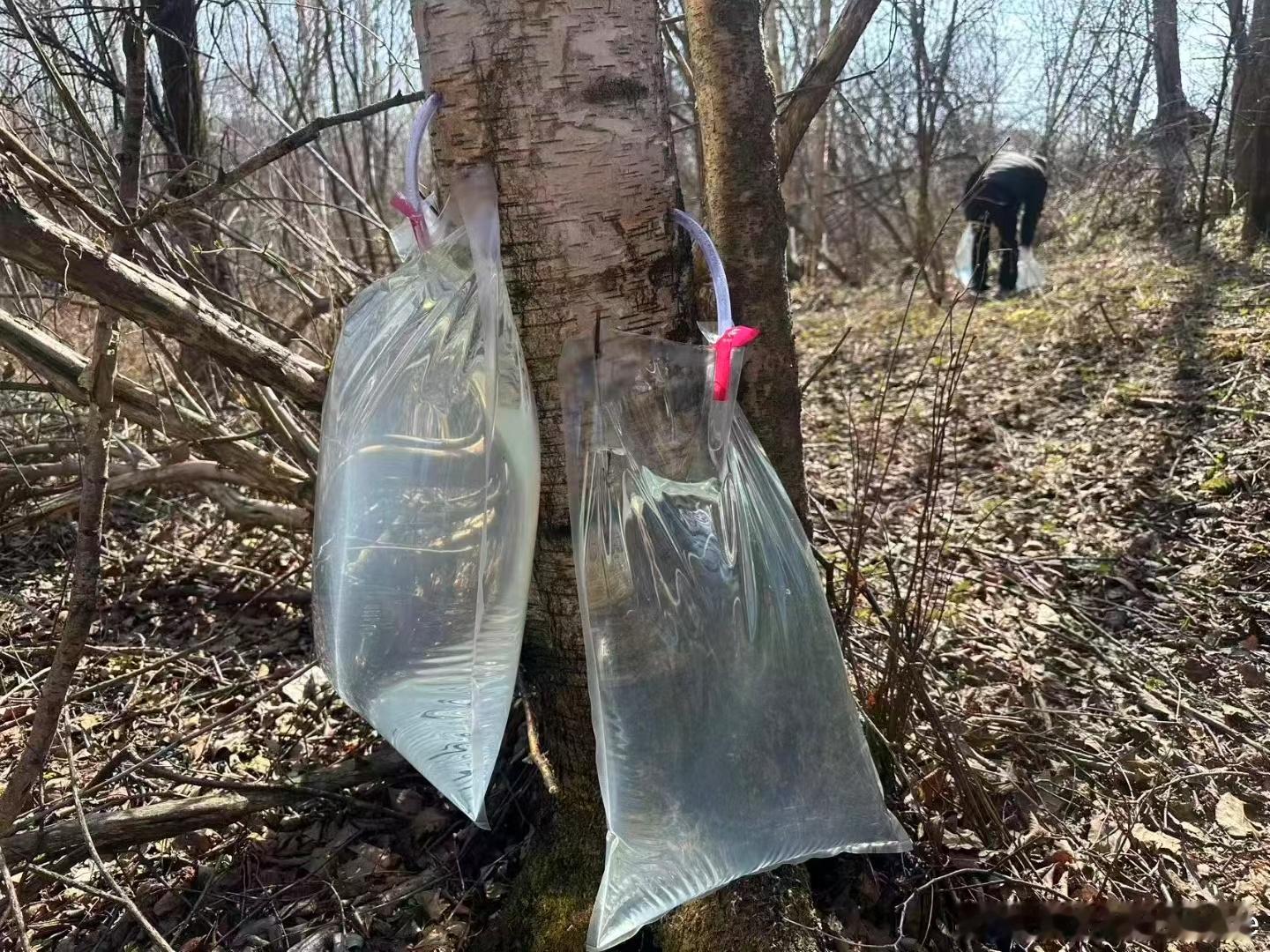 白桦树汁真的是白桦树汁，就这么天然～ 