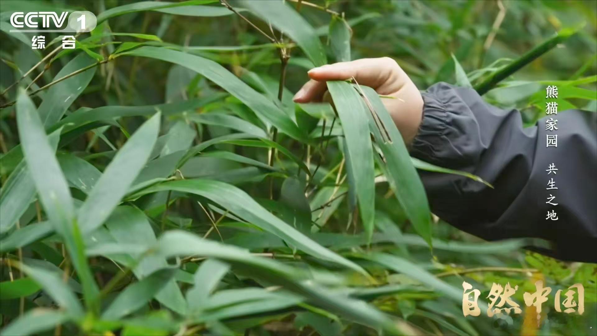 原来大熊猫不喜欢竹林疯长借助自然竞争来给大熊猫打通生命通道，这种保护思路也太聪明