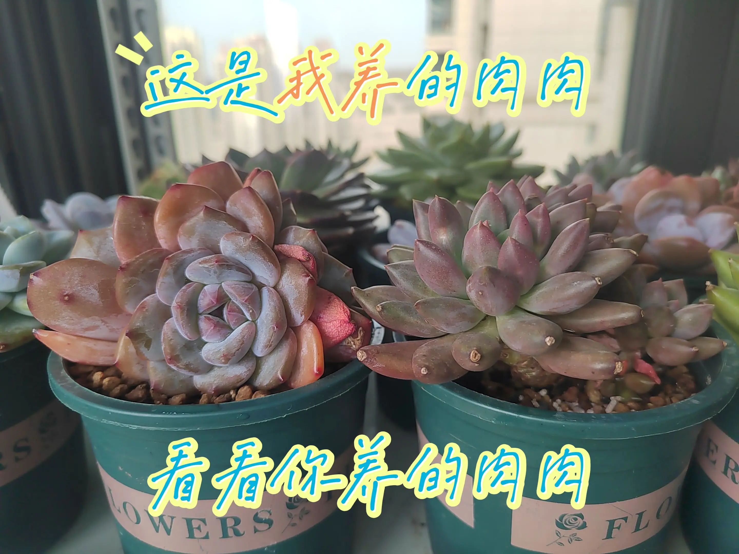 看了我的肉肉，留下你的肉肉吧！