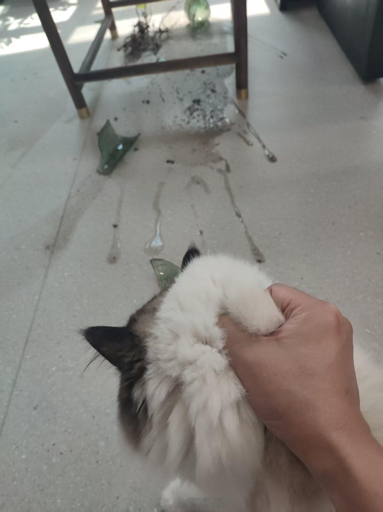 没看盘，在打猫 ​​​