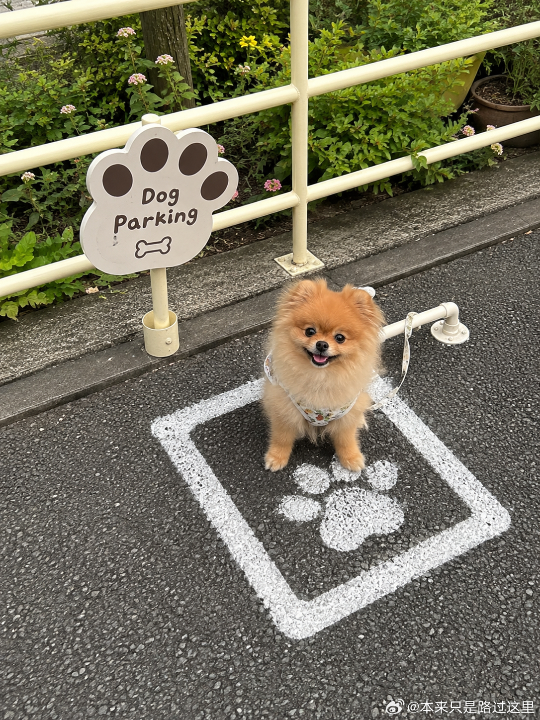 204 小狗停车场🅿️ 