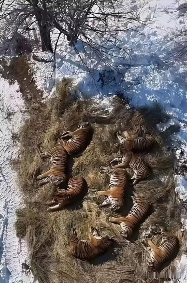 你是一名摄影师，这是你躲树上拍的照片。
这个时候你从树上掉下去了，有什么办法逃生