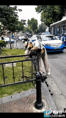 实拍武汉江汉路！大妈嫌家里掉毛难打扫，直接在步行街绿化带就地给泰迪剃毛，一地狗毛