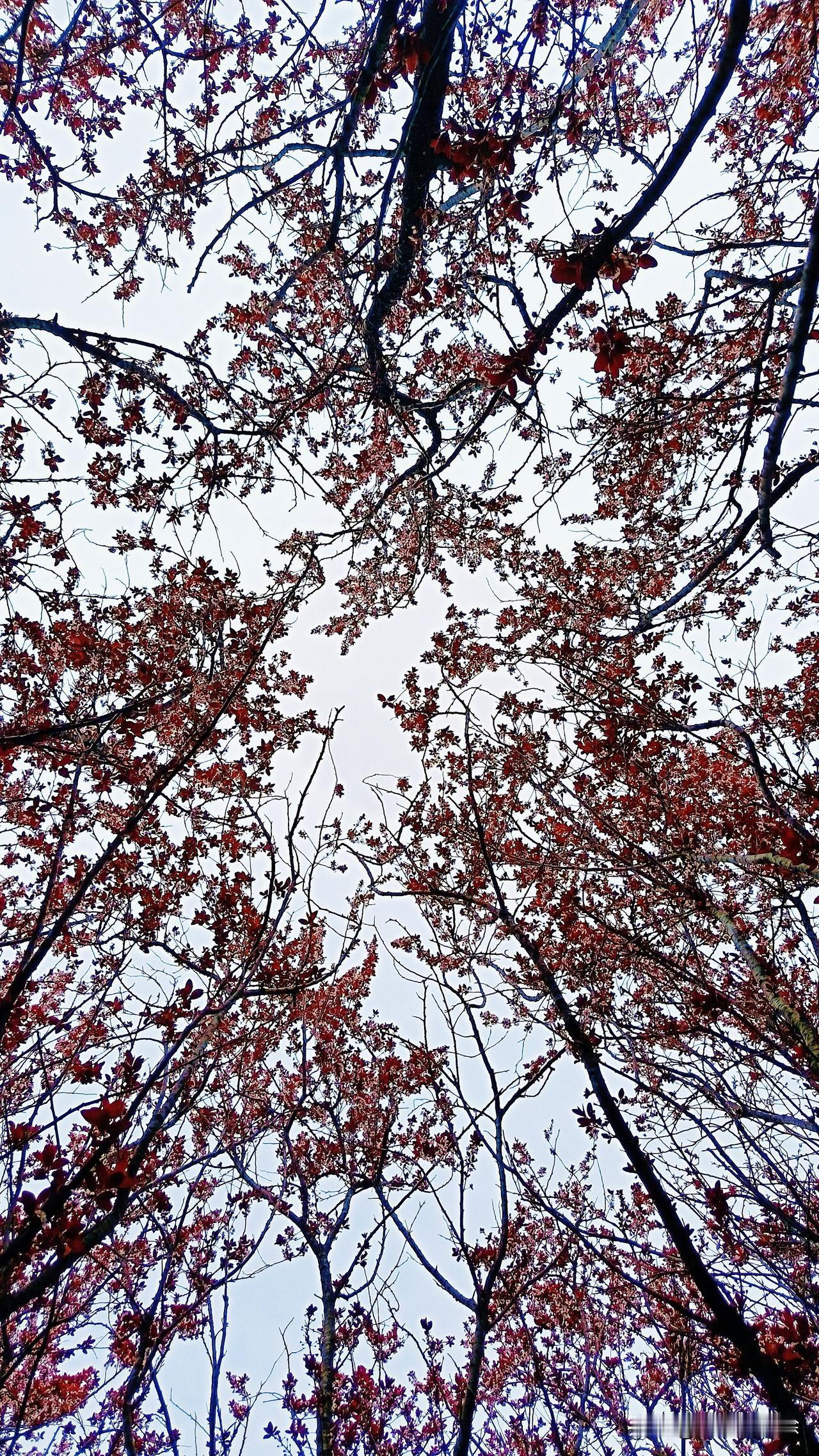 成功学大师都给关起来了，这说明了泡沫的市场要被清除掉，寺庙也被关掉了，这说明冥想