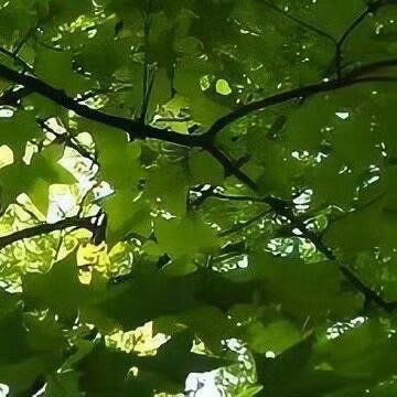 善良是一棵生机无穷的种子,只要你舍得播种,就会有你意想不到的甜果。善良是一束美丽