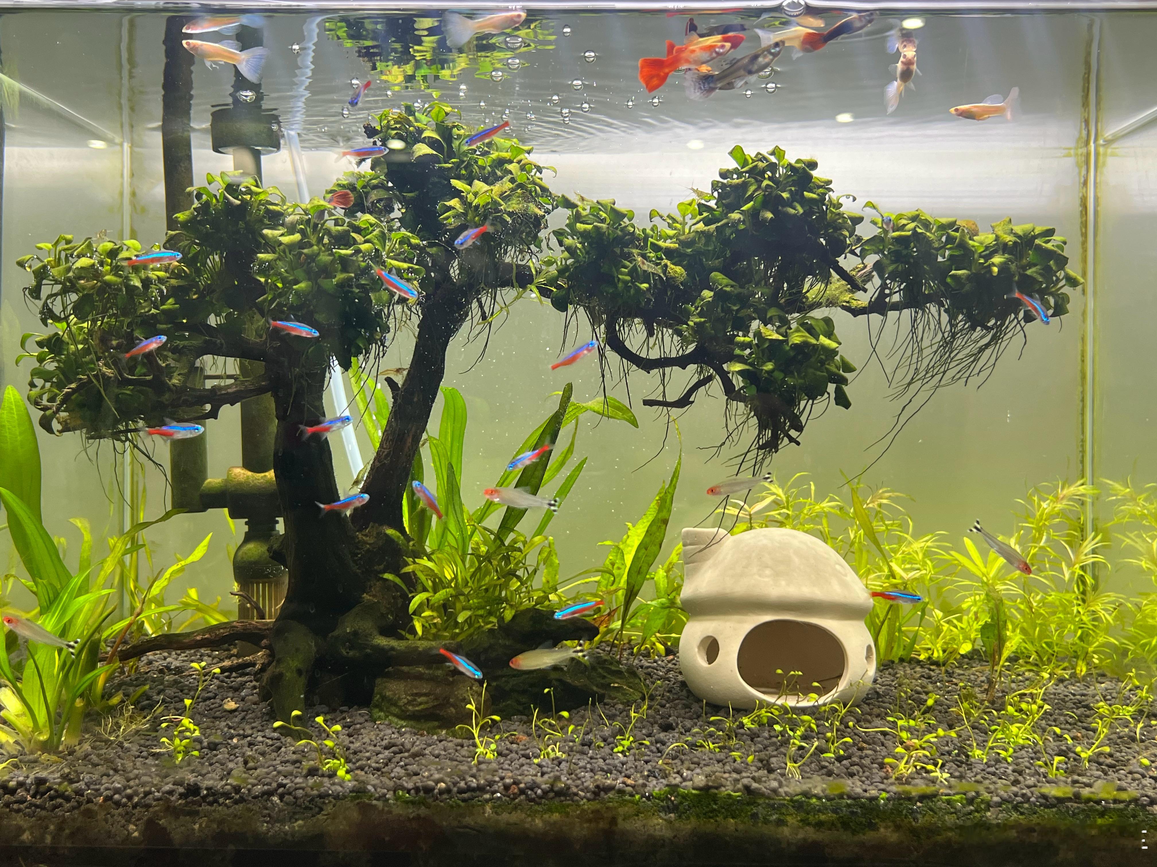 这家里的两个鱼缸被媳妇整的越来越好了啊每天回来都可以坐旁边发呆，挺棒的前两天孔雀