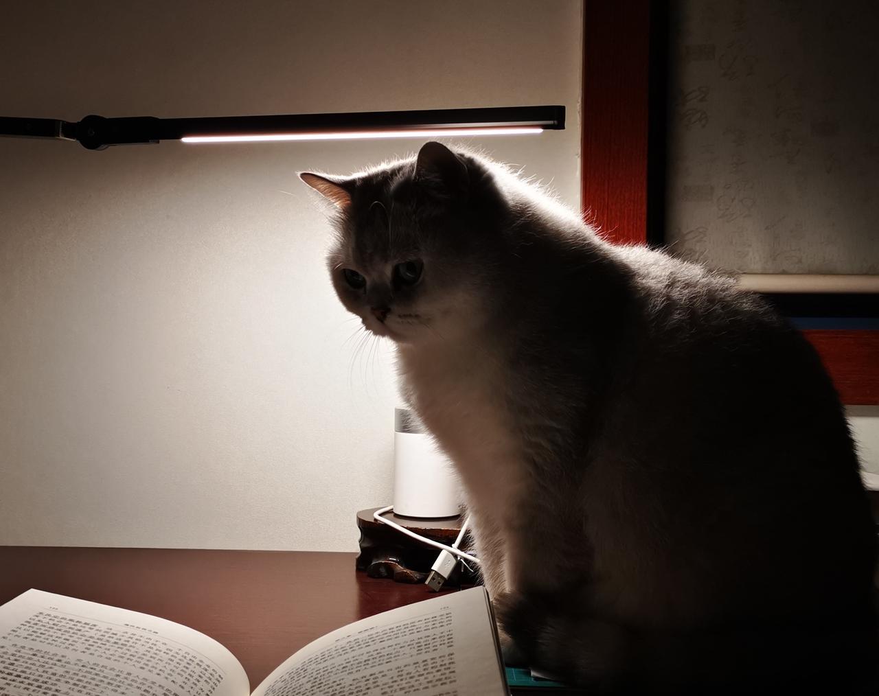 这个开心果，只要在家里，就会形影不离。