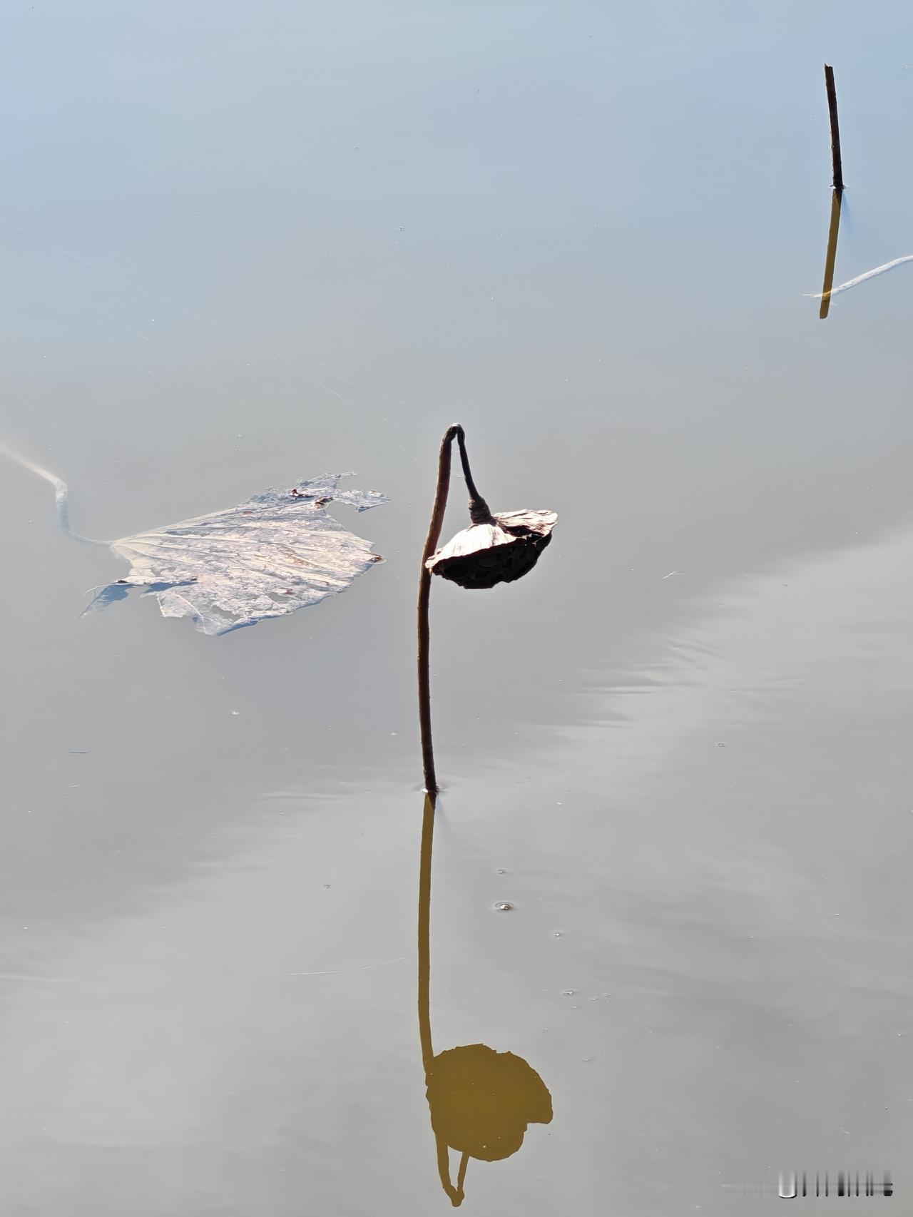 一片残叶浮于水面，如信笺飘零，写满夏日的密语；一株莲蓬低首，似在沉思，在静默中孕