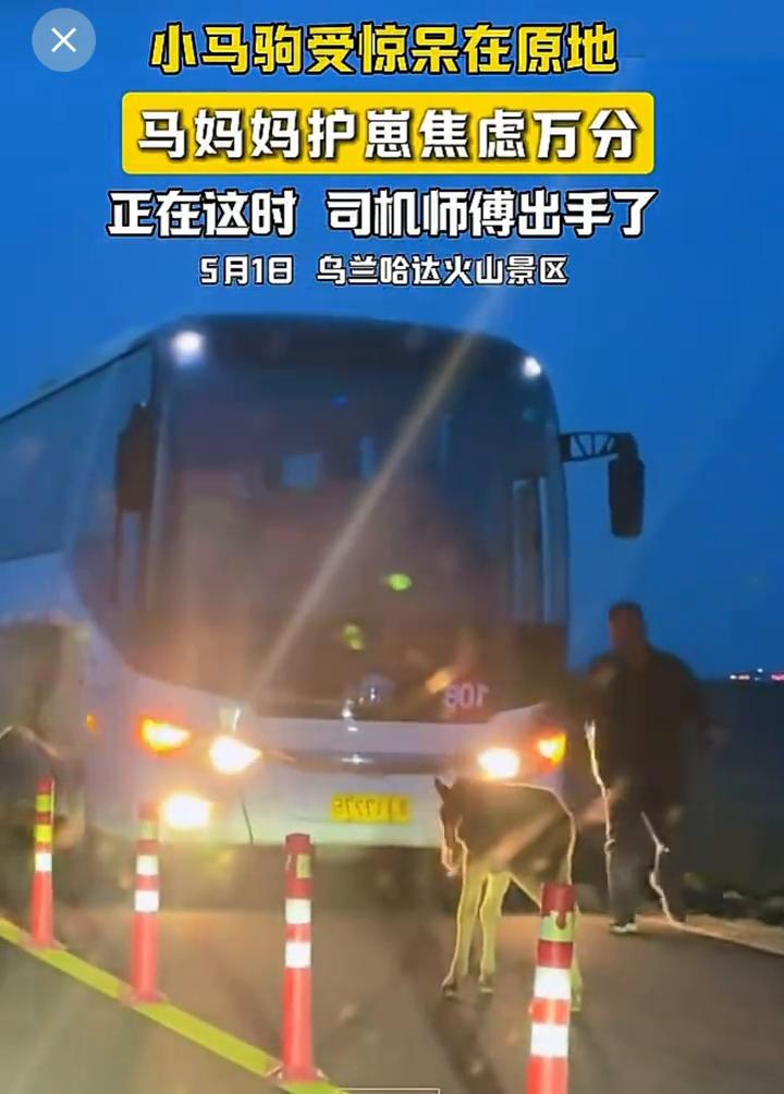 小马驹受惊呆在原地，马妈妈护崽焦虑万分，正在这时司机师傅出手了。
5月1日，乌兰